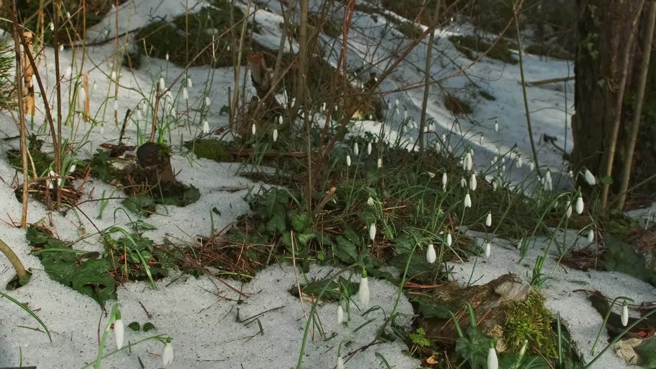 春天森林里的雪花莲视频素材