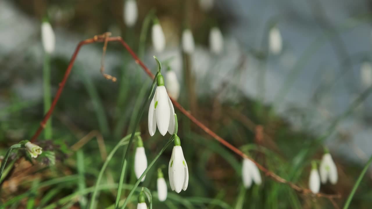 春天森林里的雪花莲视频素材