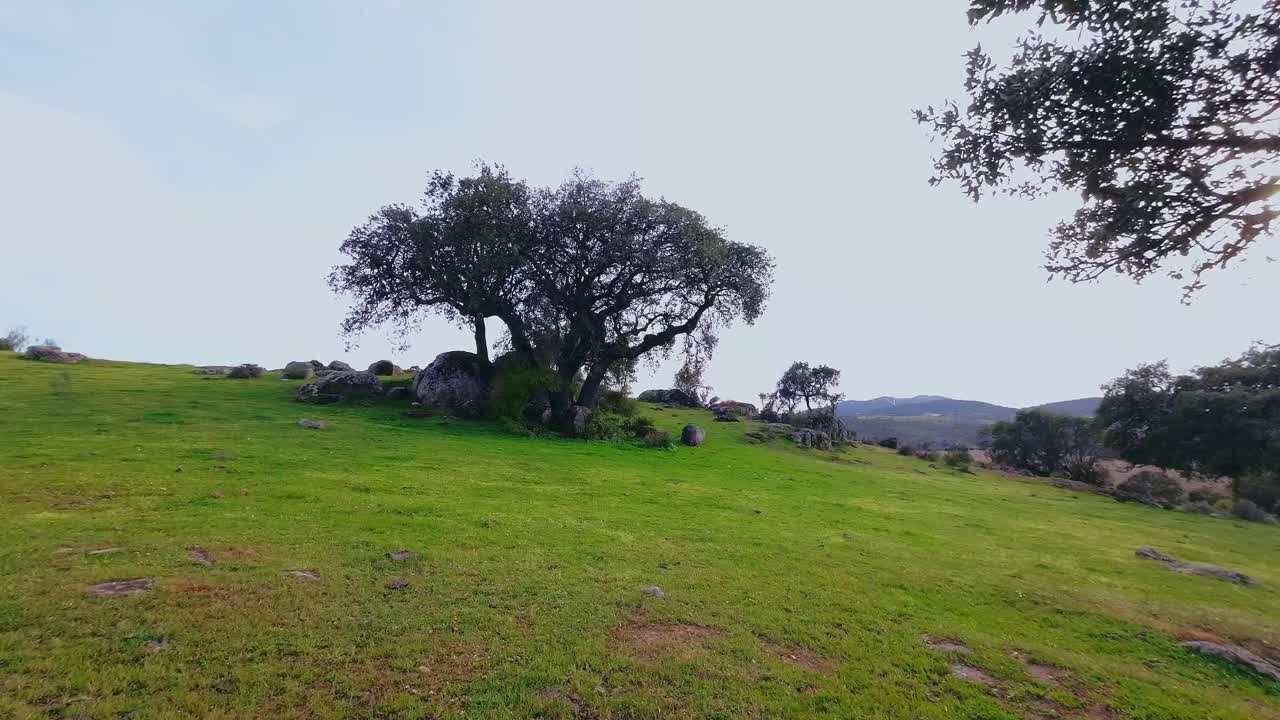 全景视频的山区景观与霍尔姆和软木橡树，岩石，天空与云，草和风力发电磨坊的背景视频下载