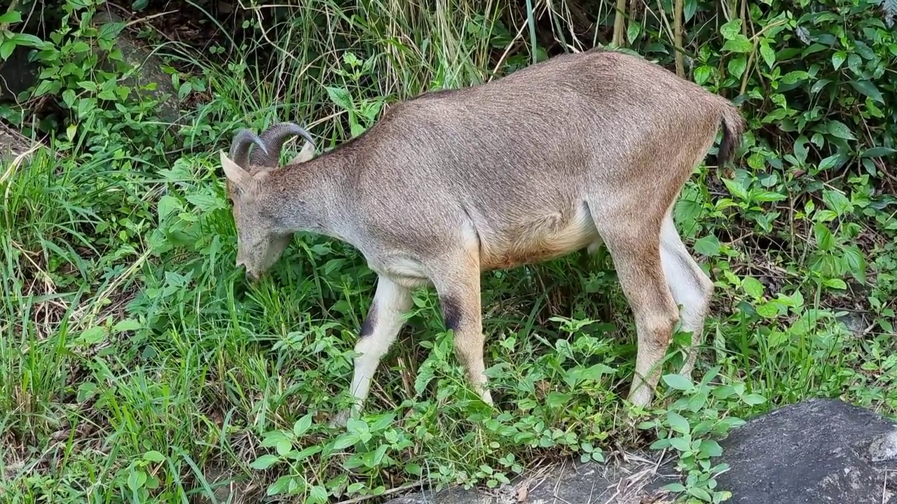 Nilgiri Tahr (Nilgiritragus hylocrius)在瓦尔帕莱山脉吃草，泰米尔纳德邦，印度，视频素材