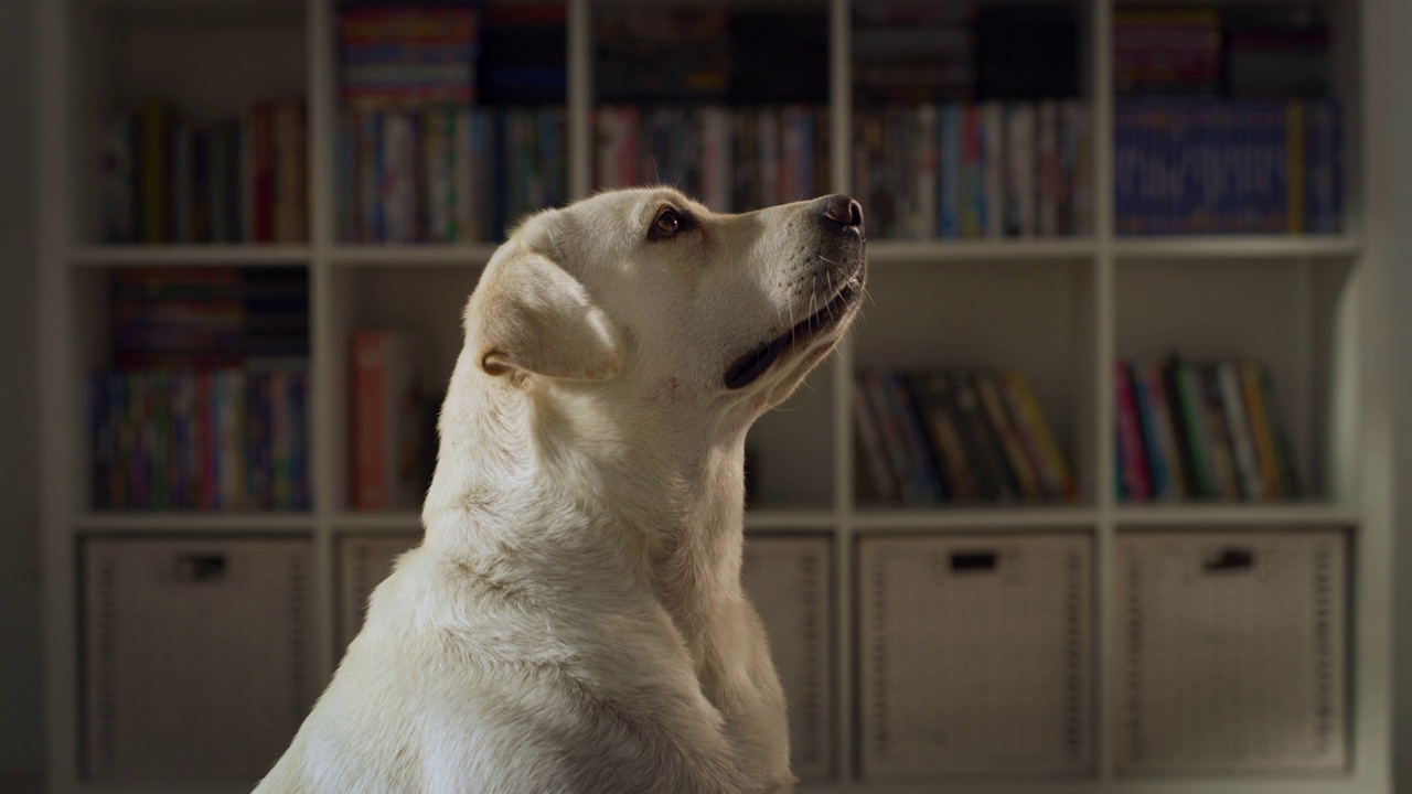 一只可爱的纯种金毛猎犬在阁楼客厅里用爱，专注地看着他的主人，在家里玩得很开心。快乐的小狗狗——人类最好的朋友等待着款待视频素材