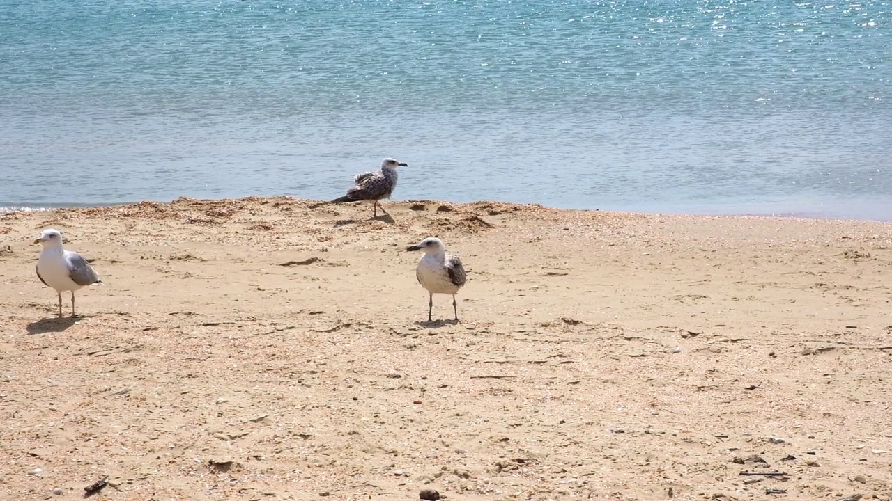 灰色的海鸥沿着海岸散步，寻找食物。Larus cachinnans。Fulmarus glacialis。Larus Fuscus视频素材