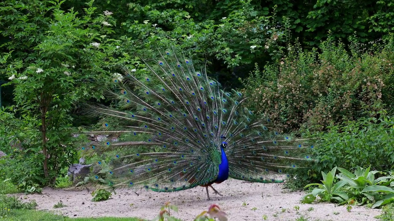 印度孔雀或蓝孔雀，Pavo cristatus是一种颜色鲜艳的大鸟视频素材