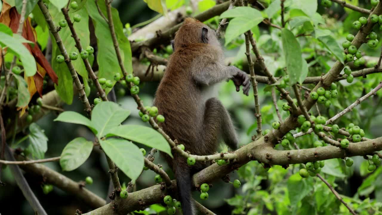 新加坡长尾猕猴家族视频素材