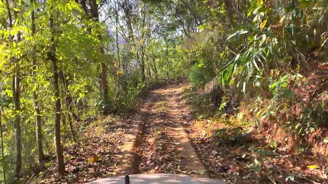 在森林里的山路上开车视频素材