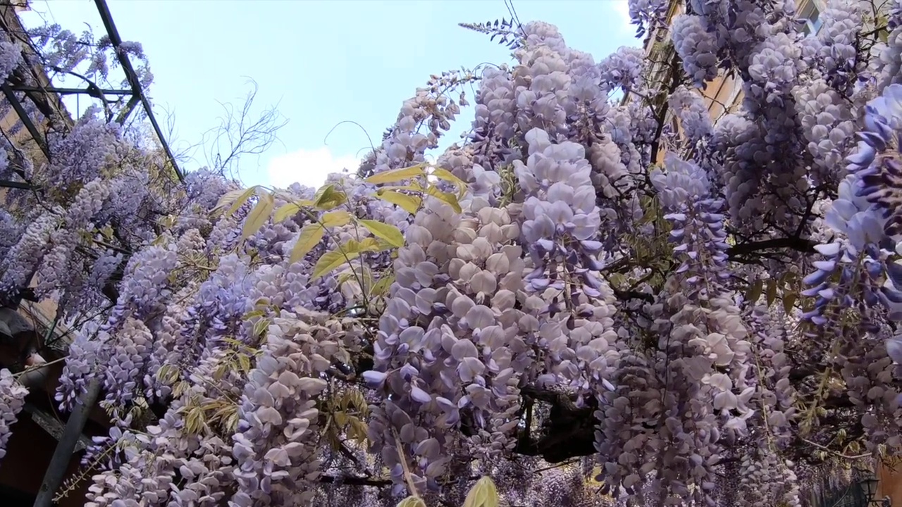 美丽的紫藤花在春天视频素材