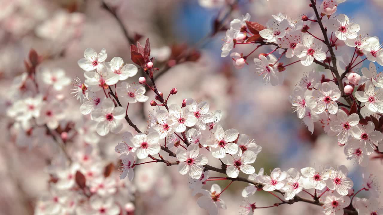 樱花开粉红花，花见视频素材