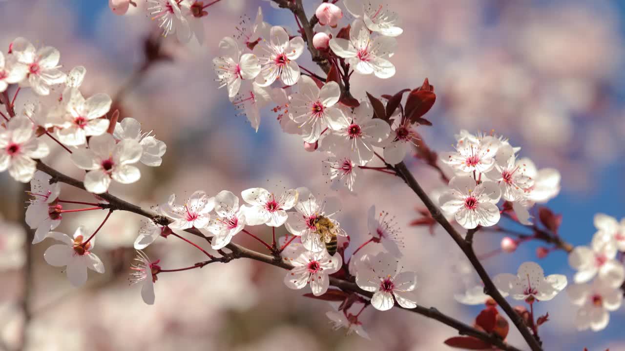 樱花开粉红花，花见视频素材