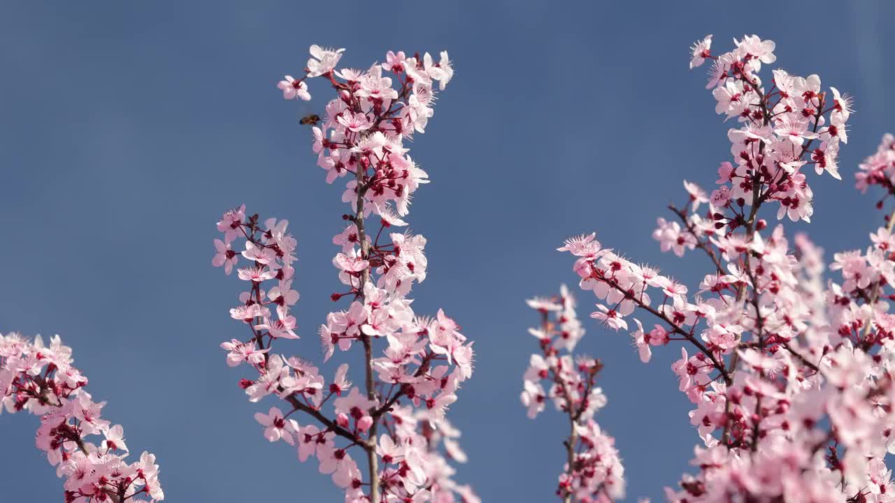 樱花开粉红花，花见视频素材