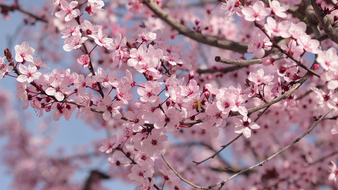 樱花开粉红花，花见视频素材