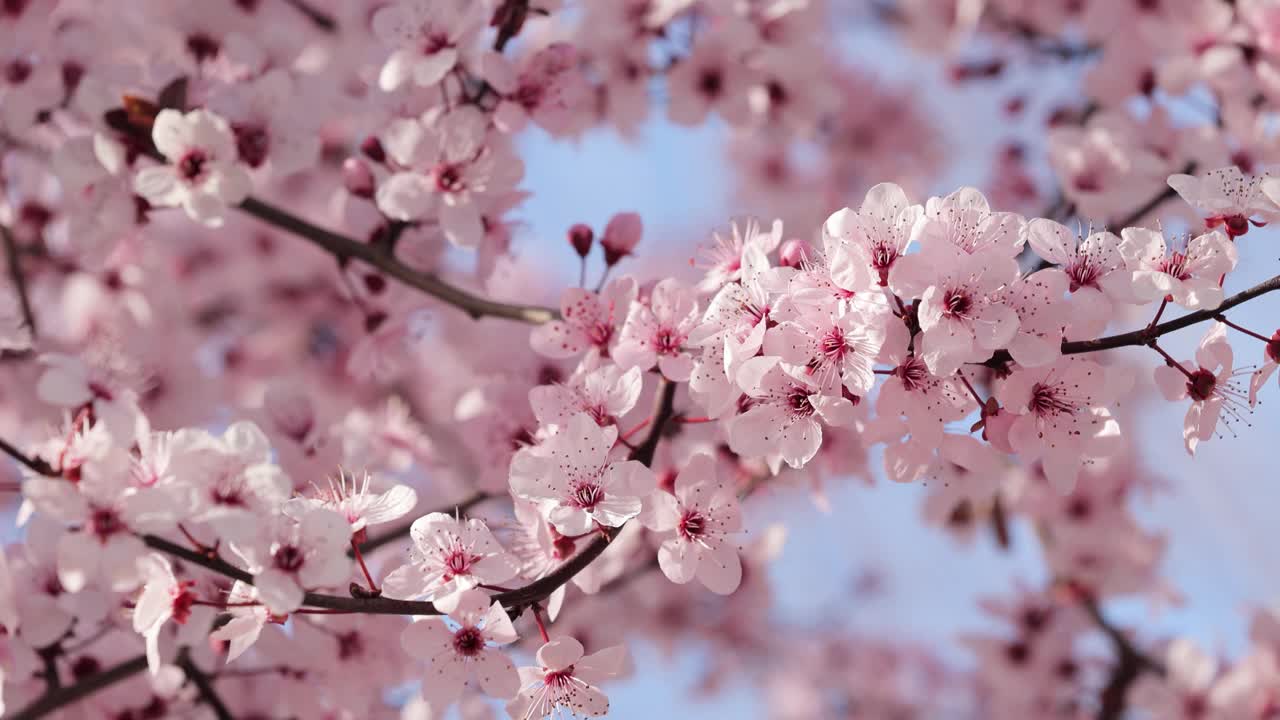 樱花开粉红花，花见视频素材