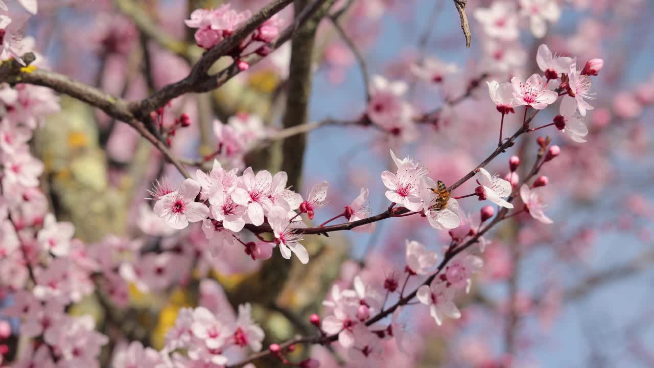 樱花开粉红花，花见视频素材