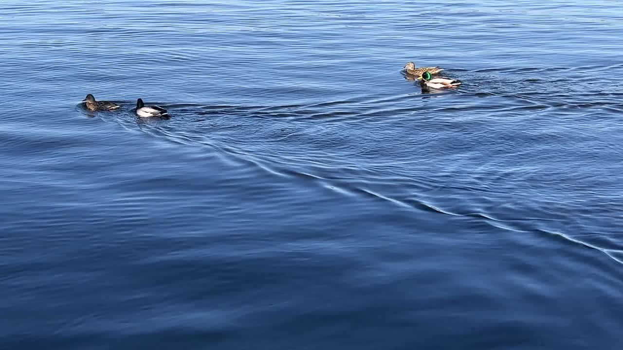 绿头鸭在海水中游泳。视频素材