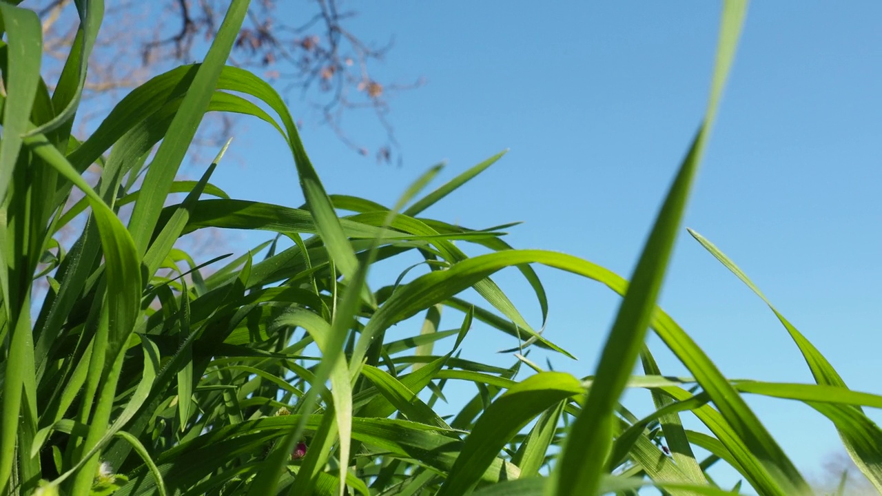 年轻多汁的绿草在清晨阳光下衬着蓝天。塞尔维亚的春天。阳光明媚的三月。狂风猛烈地吹动草地上的草。草地特写，浅景深视频素材