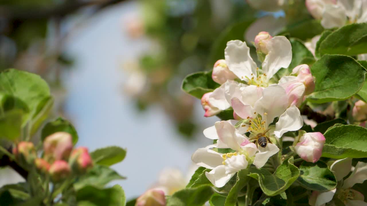 蜜蜂在春天的苹果花上。采集花蜜视频素材