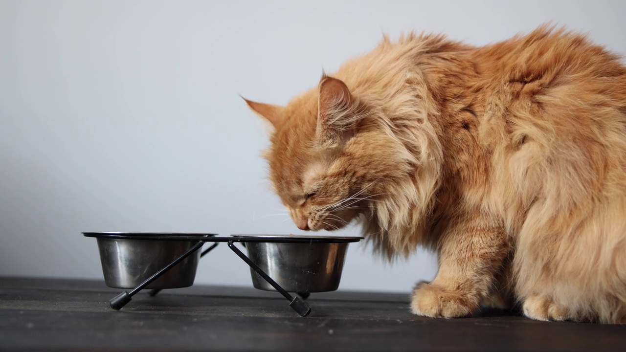 红西伯利亚猫，吃着碗里的干粮视频素材