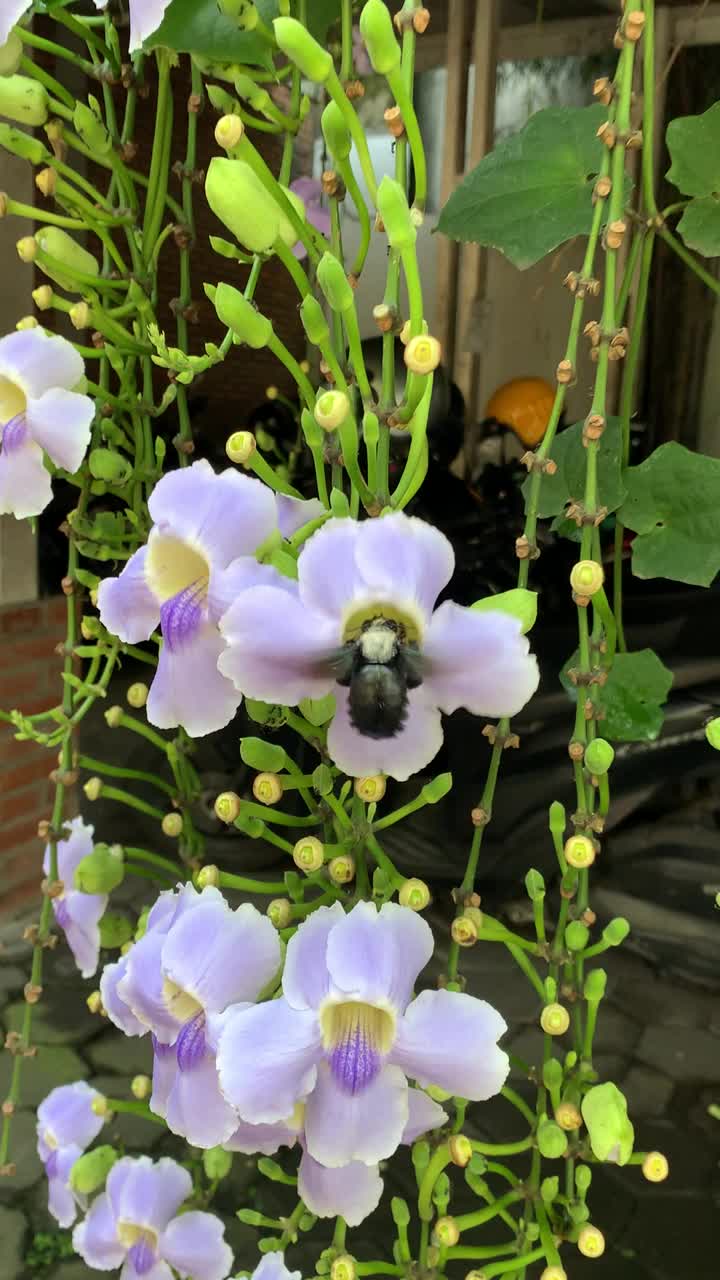 甲虫飞来飞去，从花朵中采集蜂蜜视频素材