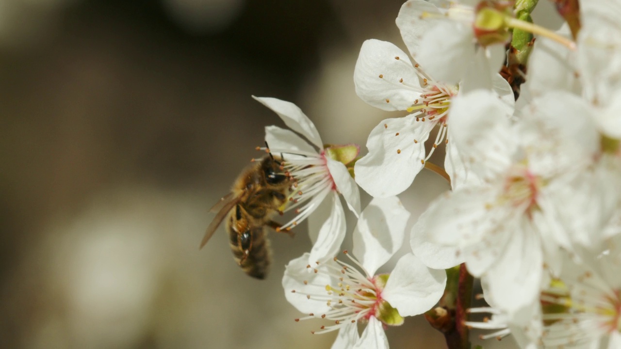 蜜蜂在花上
樱桃属，通常被称为野樱桃、甜樱桃或金银树视频素材