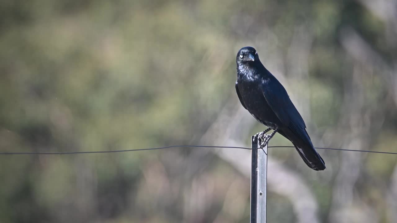 澳洲黑鸦(Corvus coronoides)视频素材