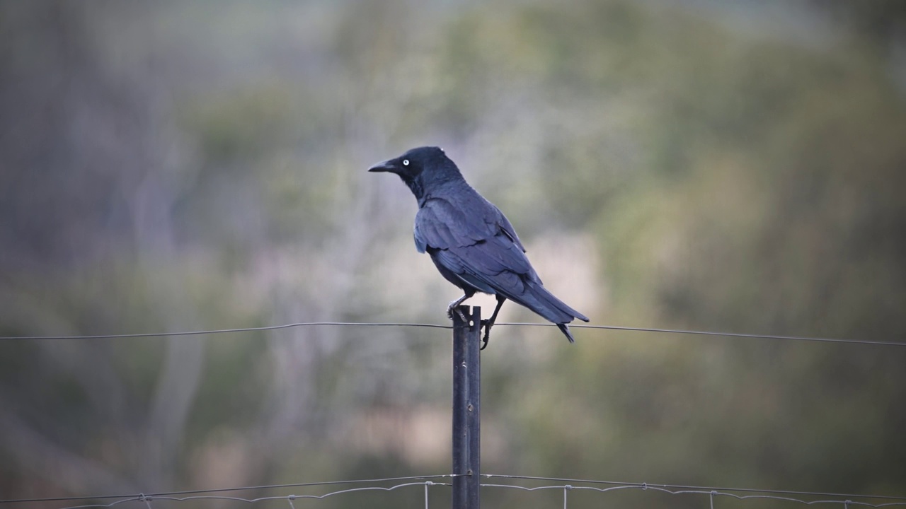 澳洲黑鸦(Corvus coronoides)视频素材