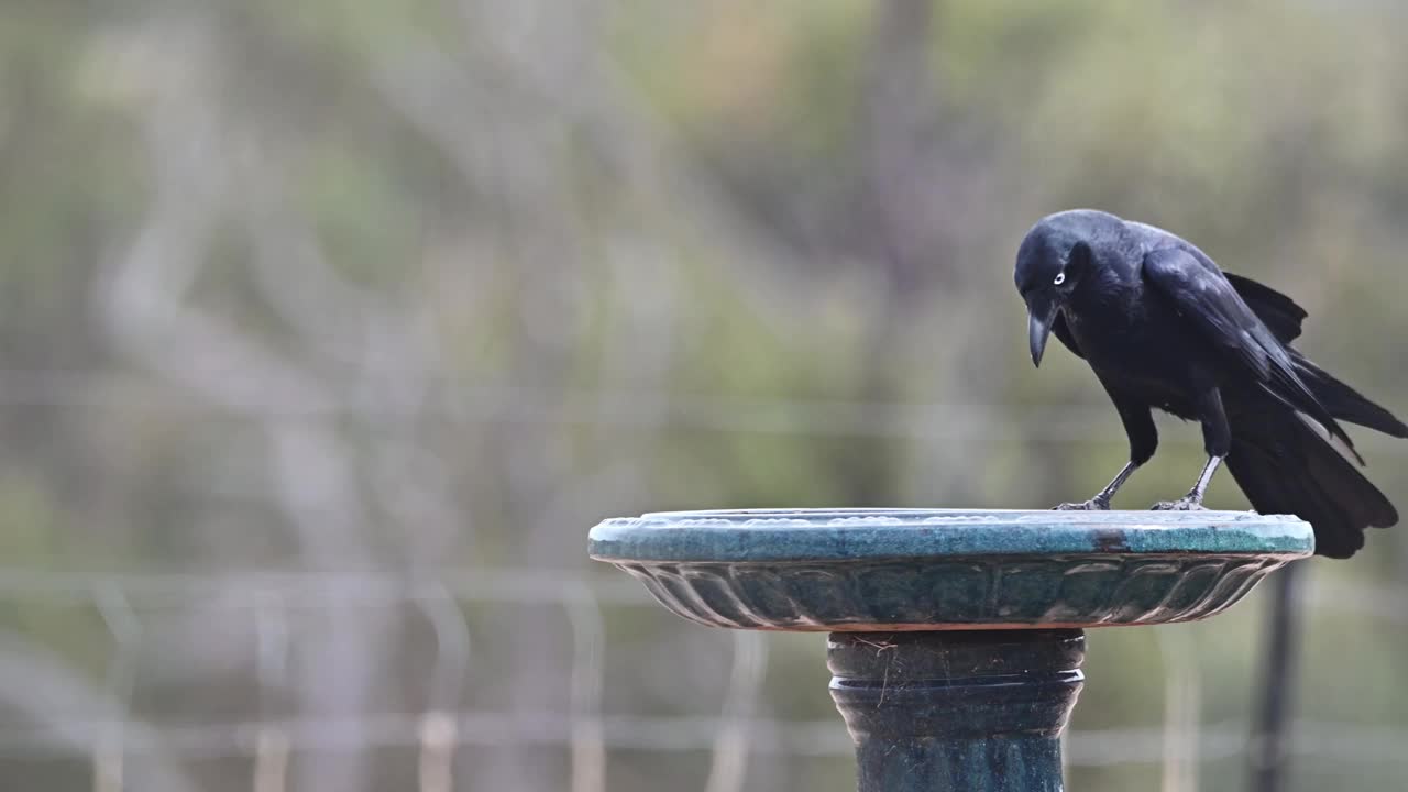 澳洲黑鸦(Corvus coronoides)视频素材