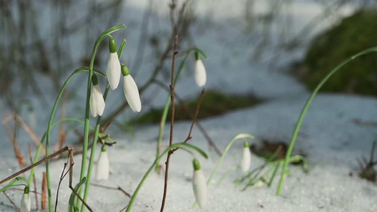 春林里的雪花莲视频素材