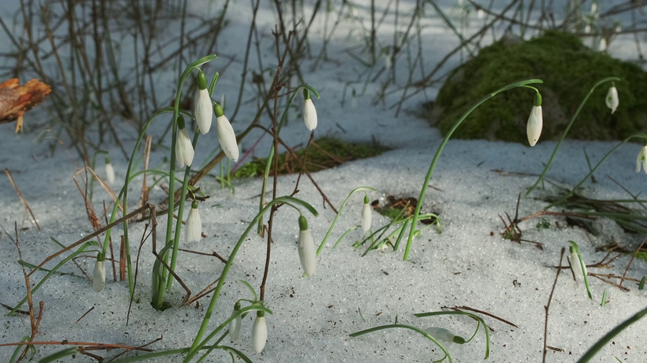 春林里的雪花莲视频素材