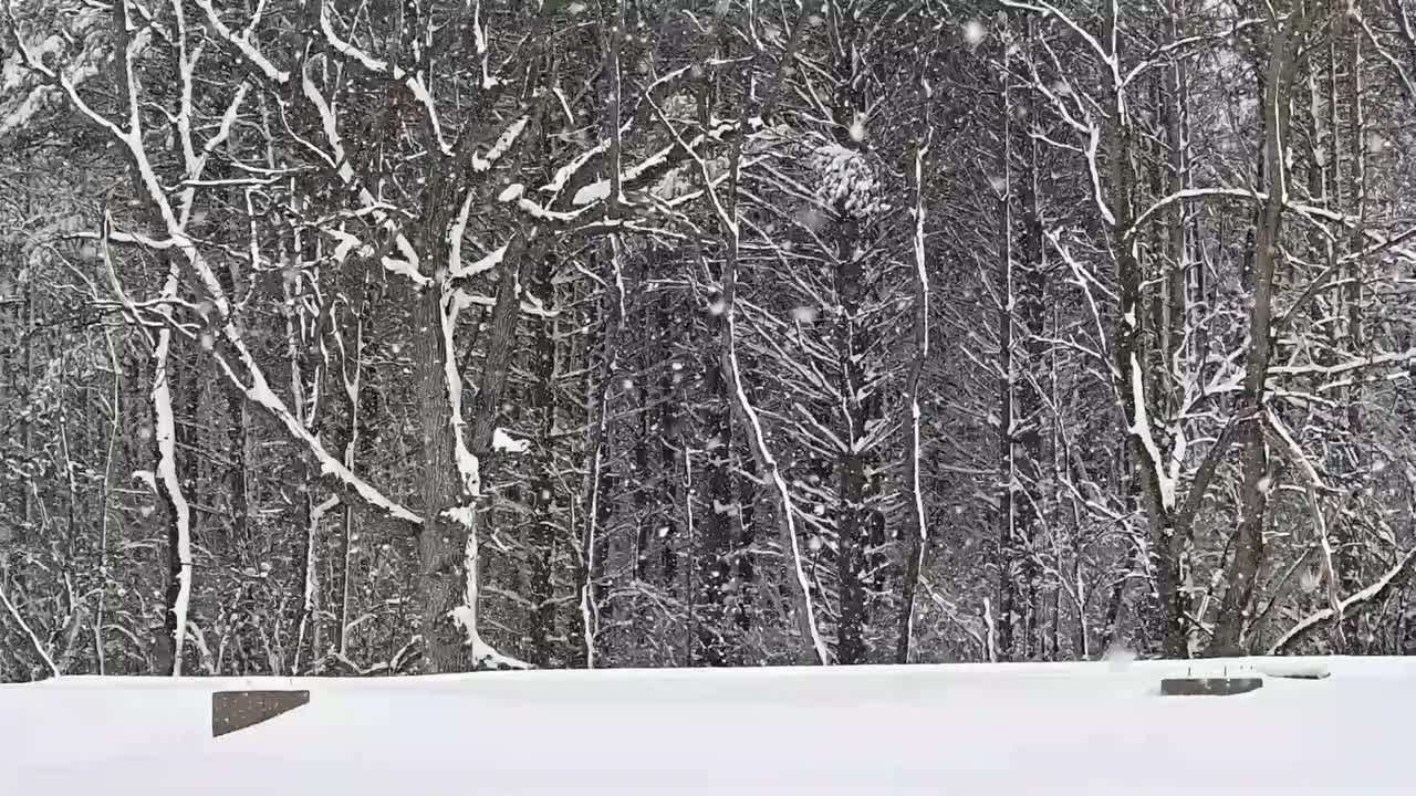 在树林边下雪视频素材