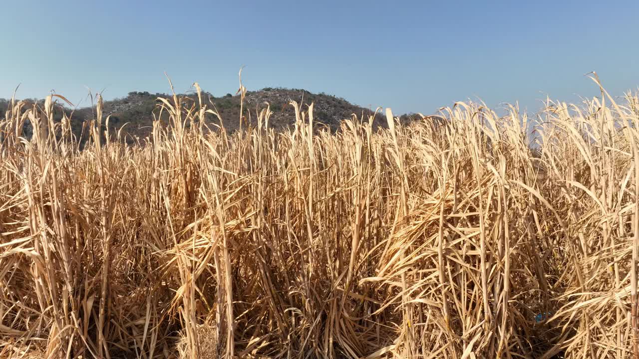 热浪对甘蔗种植园的破坏和水资源的匮乏。视频素材