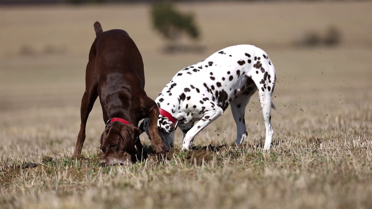 美丽的斑点狗和德国猎犬在春天的草地上挖洞。在地下寻找动物。跟踪。闻。红了可乐。慢动作拍摄4k 120视频素材