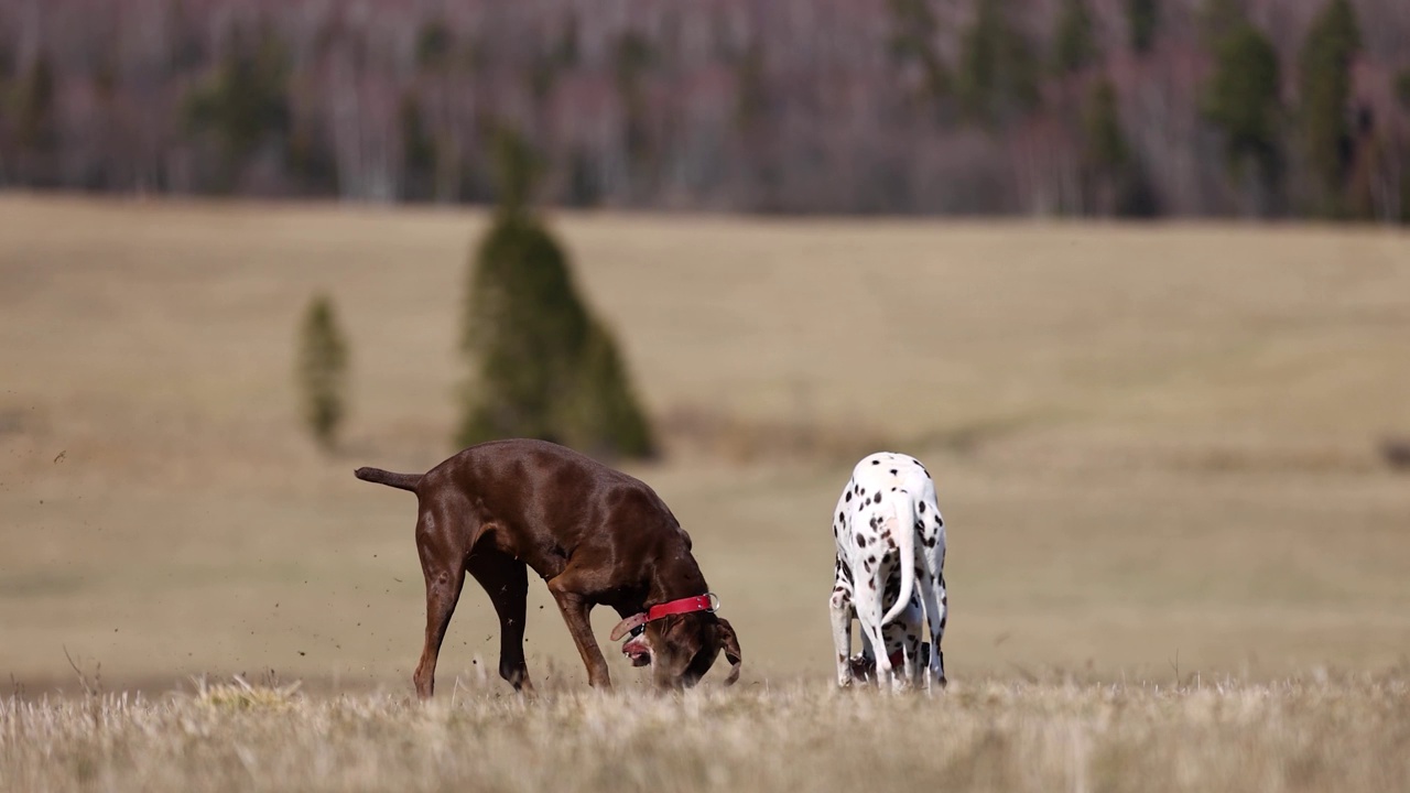 美丽的斑点狗和德国猎犬在春天的草地上挖洞。在地下寻找动物。跟踪。闻。红了可乐。慢动作拍摄4k 120视频素材