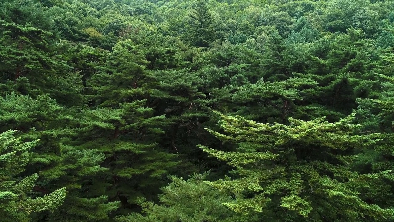 浓密的松树/韩国庆尚南道河川郡视频素材