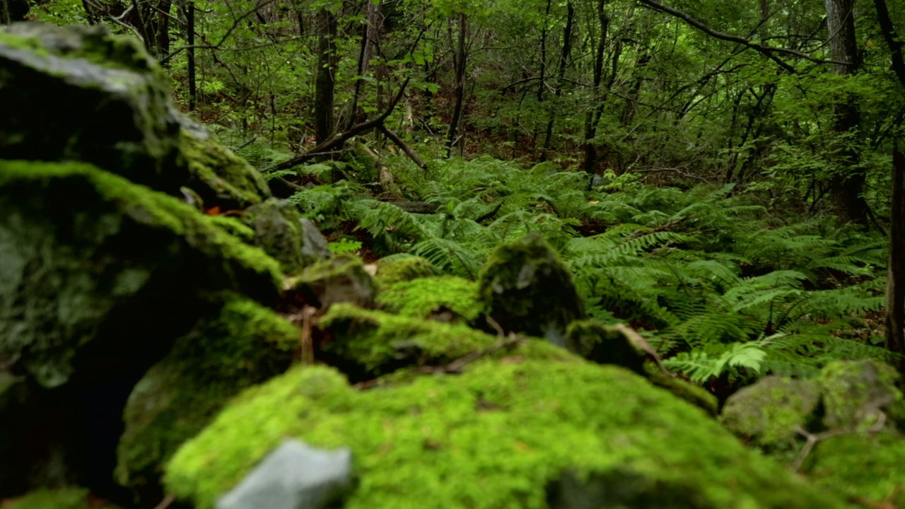 韩国江原道仁济郡雪岳山繁茂的草地视频素材