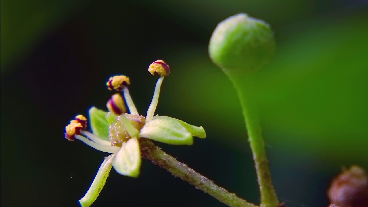 正在发芽开花的花/韩国全北高昌郡视频素材