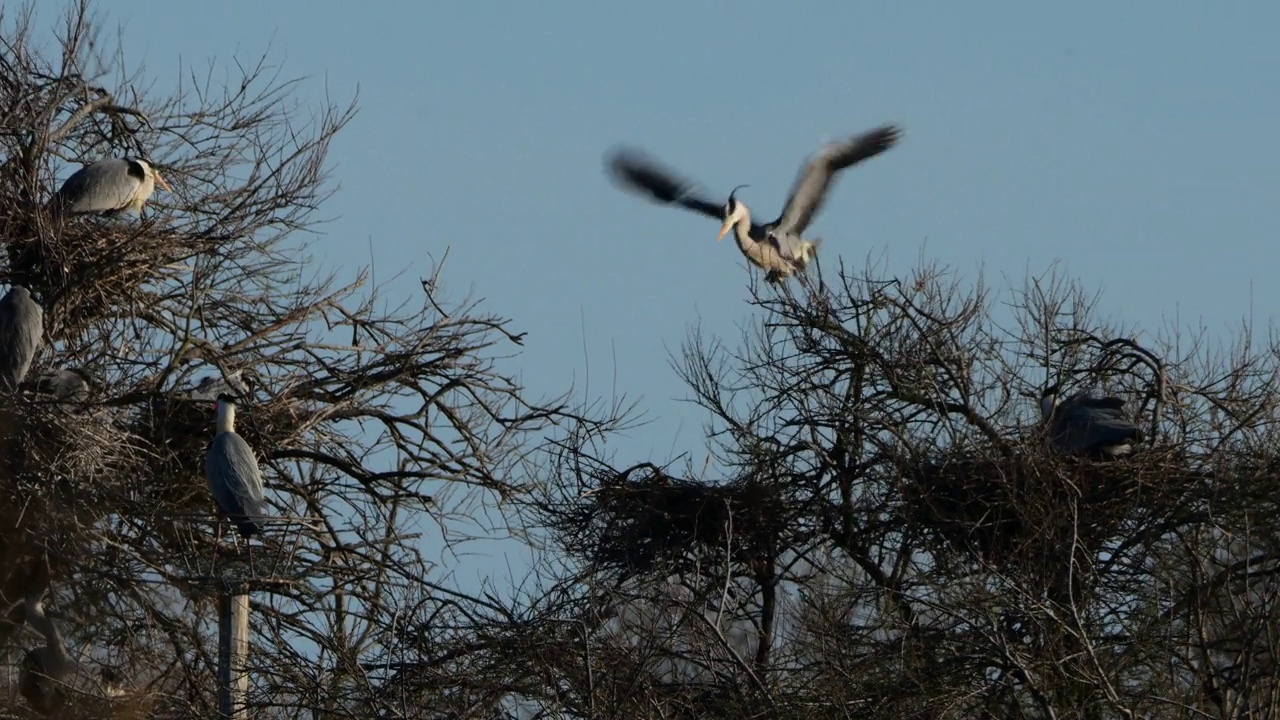 苍鹭，Ardea cinerea, Camargue，法国Pont de Gau鸟类公园视频素材