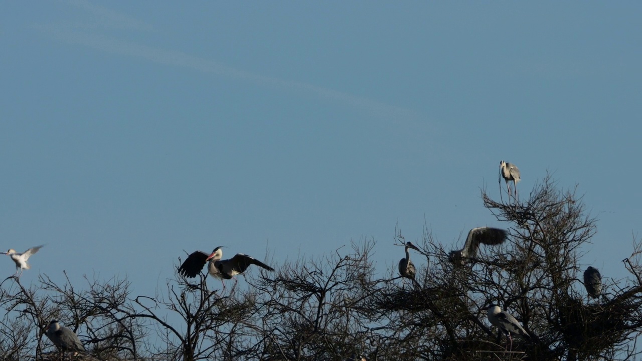 苍鹭，Ardea cinerea, Camargue，法国Pont de Gau鸟类公园视频素材