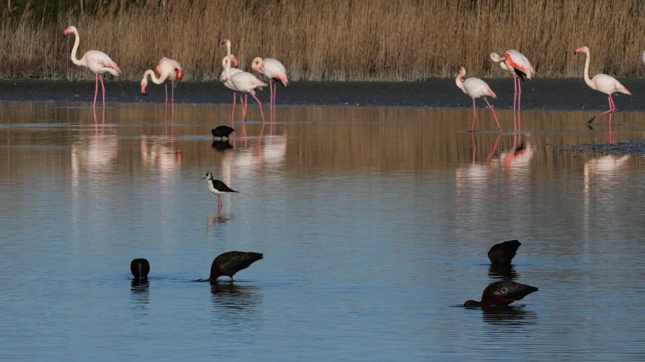 油光朱鹮，镰叶朱鹭，Camargue，法国视频素材