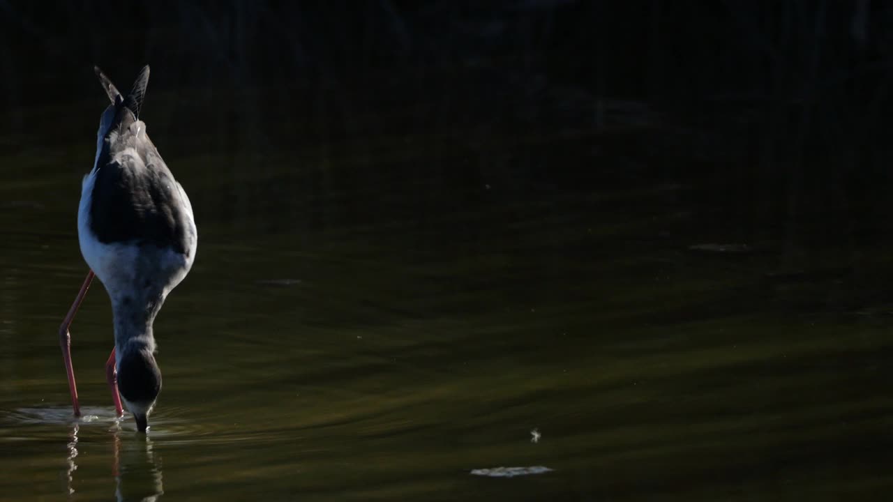 黑翅长脚鹬 (Himantopus himantopus)，法国卡马格视频素材