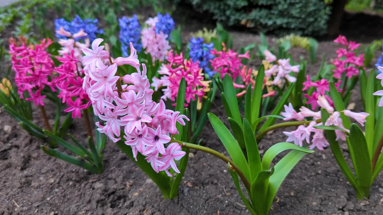 花园里五颜六色的花视频素材