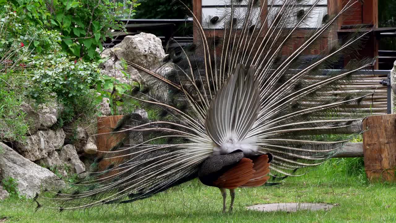 印度孔雀或蓝孔雀，Pavo cristatus是一种颜色鲜艳的大鸟视频素材