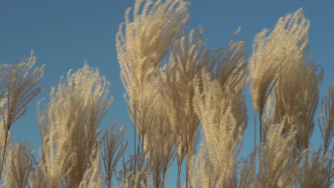 白色的潘帕斯草在天空背景中随风摆动。视频素材