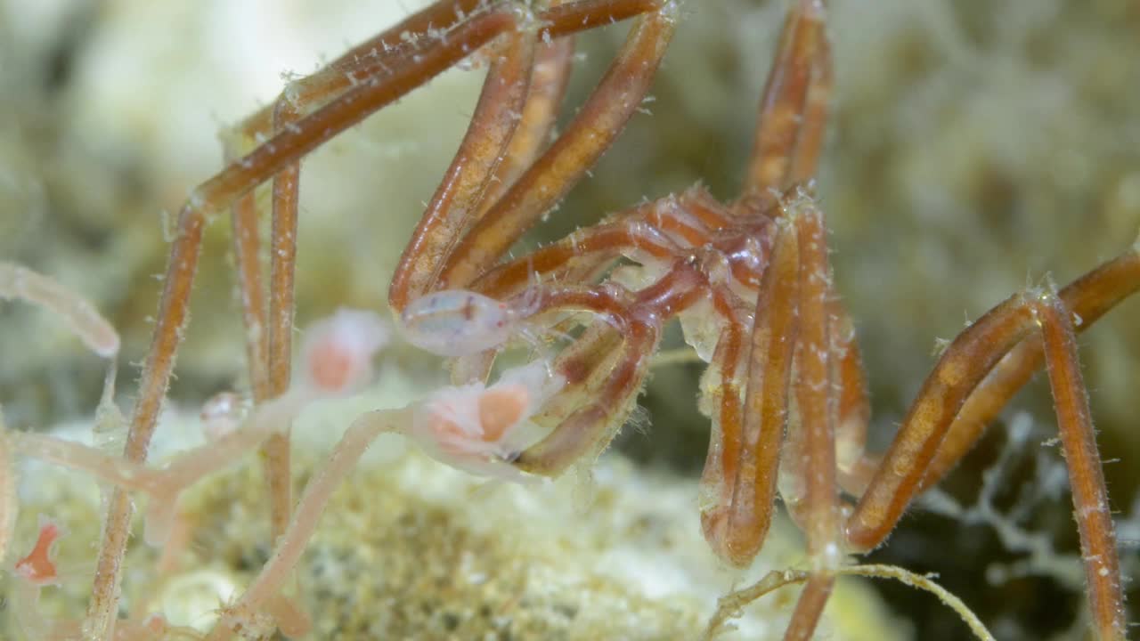 海蜘蛛视频素材