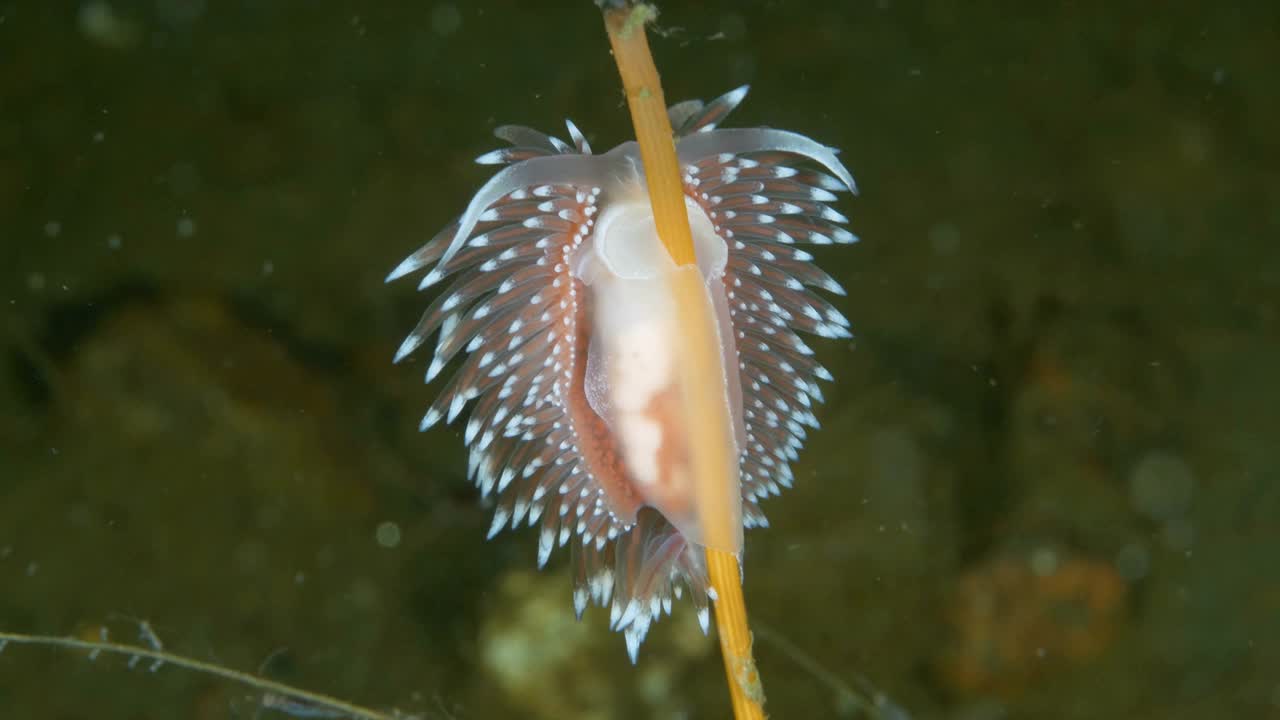 北极星裸枝视频素材