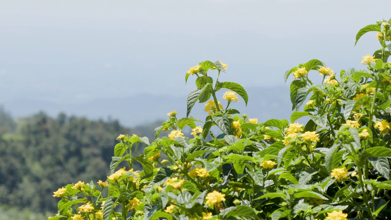 lantana camara(普通lantana)植物的花和叶子在风中摇曳视频素材