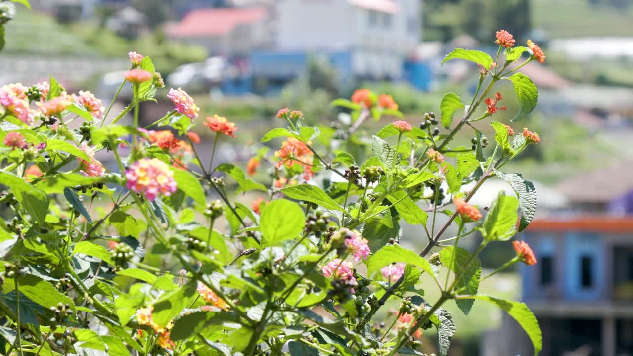 花和叶子在风中摇曳的蓝灯笼(普通的蓝灯笼)植物开花视频素材