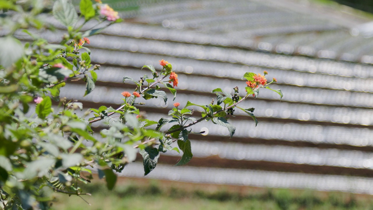 lantana camara(普通lantana)植物的花和叶子在风中摇曳视频素材