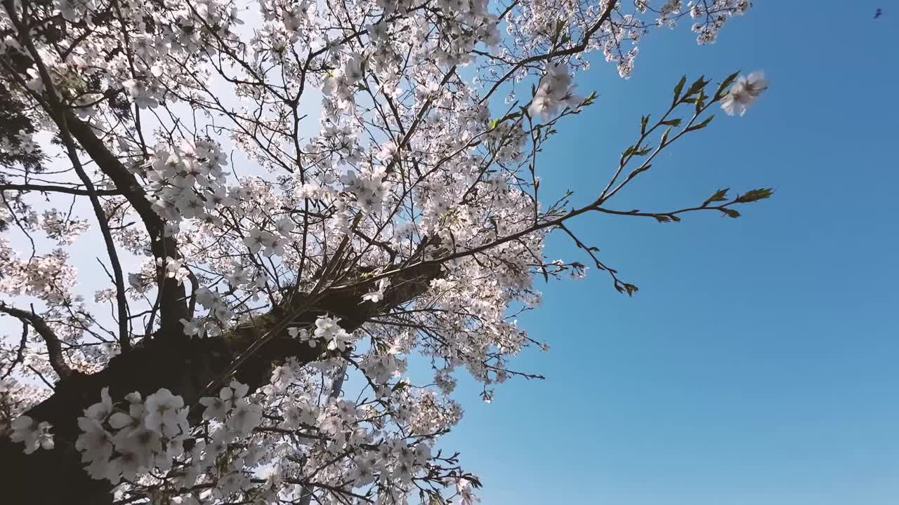 粉红色的樱花树在蓝色的天空视频素材