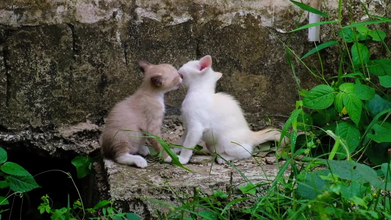 无家可归的小猫在废弃的房子里。视频素材