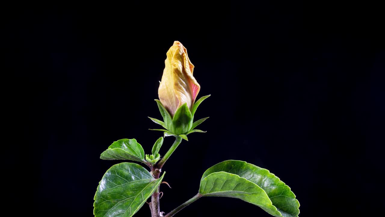 时间流逝，粉红色芙蓉开放视频素材