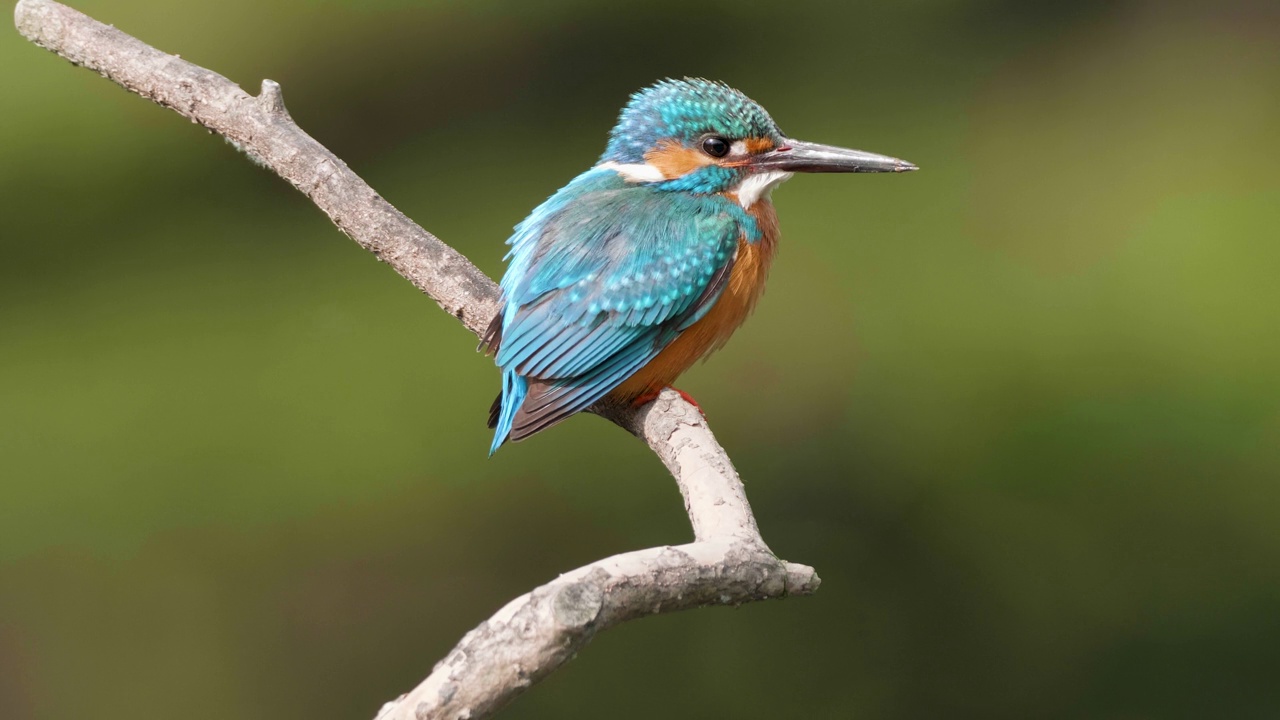 翠鸟(Alcedo atthis)站在树枝上环顾四周，模糊的绿色自然背景，4k实时镜头。视频素材